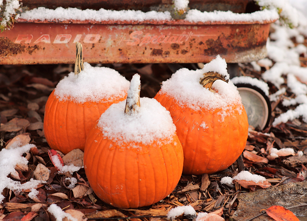 Snowy Pumpkins