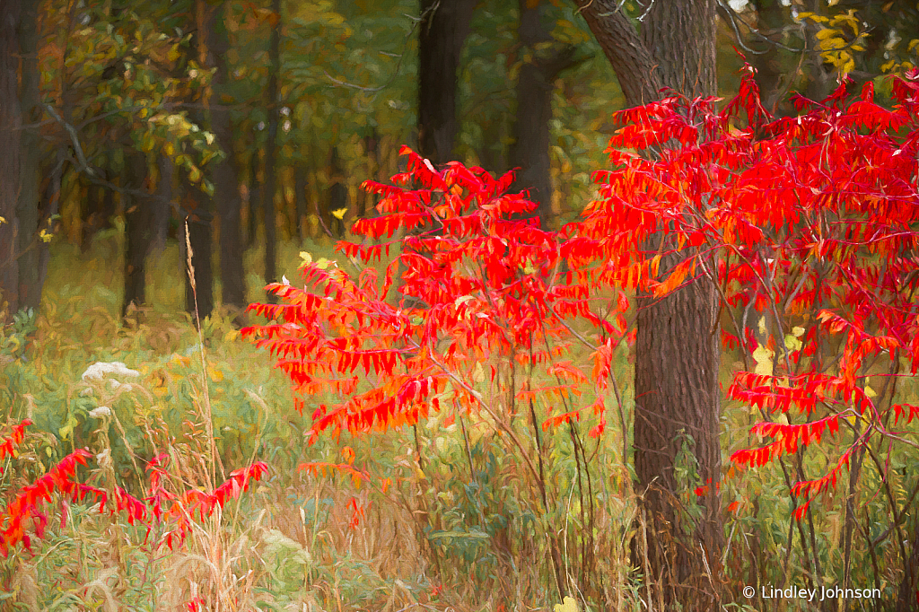 Vivid Red Autumn