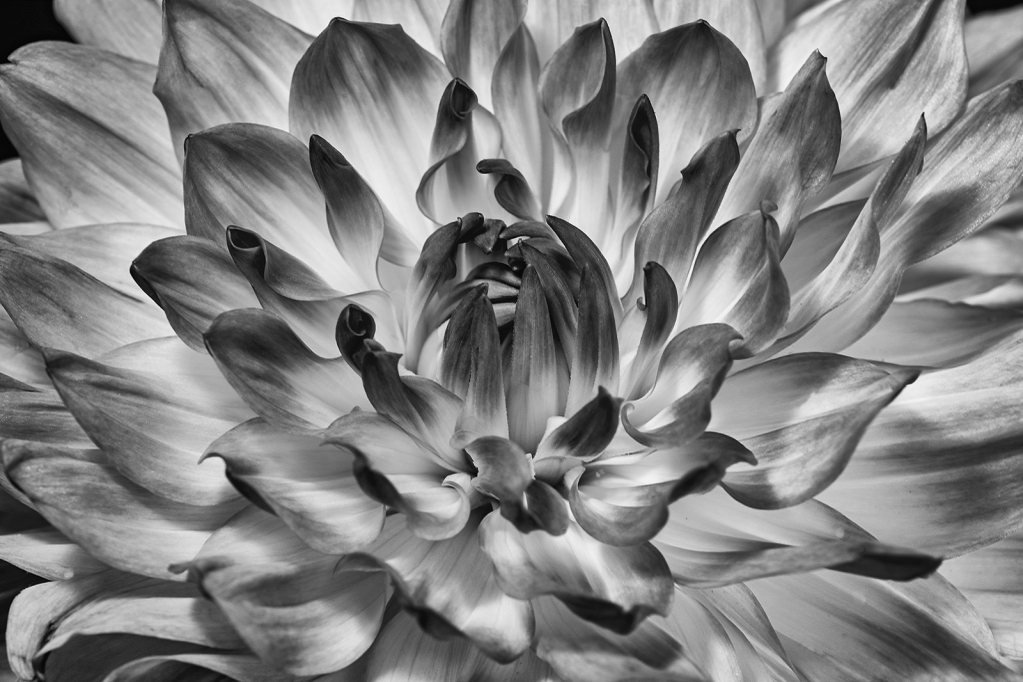 Dahlia BW 3