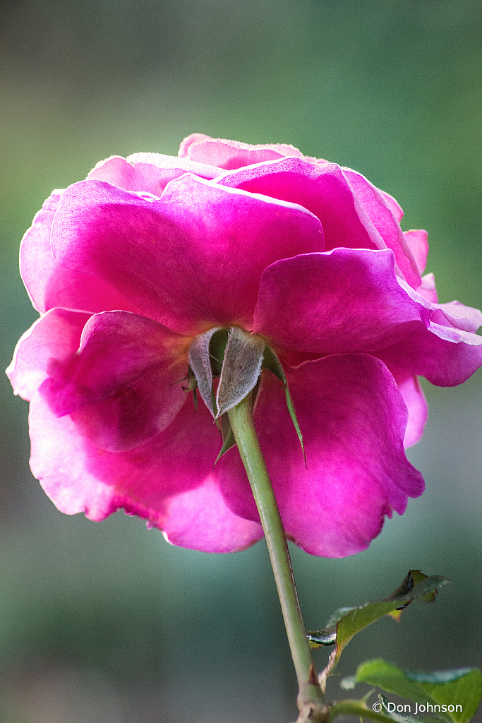 Back of a Lovely Rose 10-9-20 100