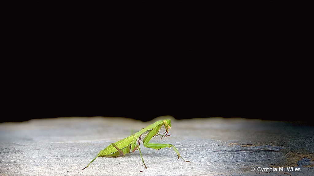 In the Spotlight