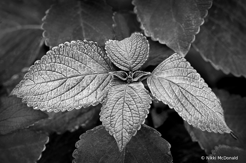 Coleus Quartet