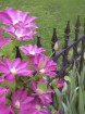 Flowers and Fence