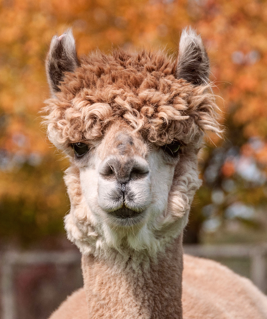 Abe The Alpaca