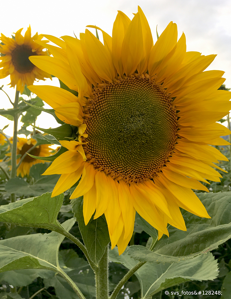 Happy blooms