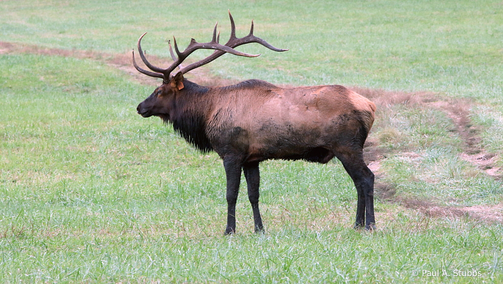 Big Boy Elk