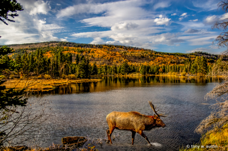 elk in the rockies