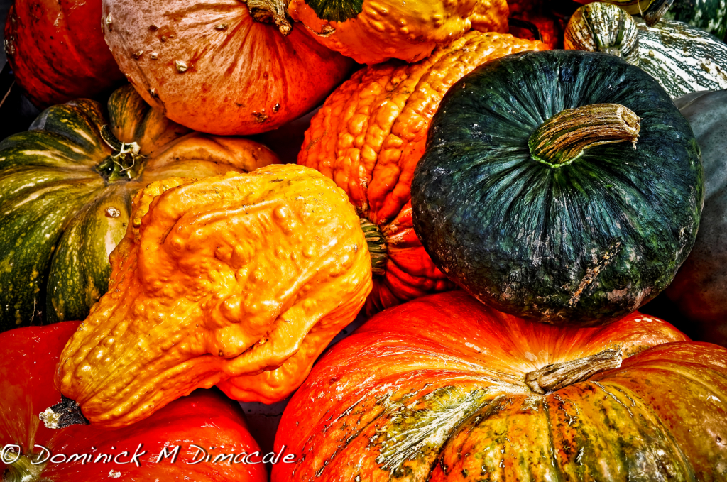 ~ ~ FALL HARVEST ~ ~