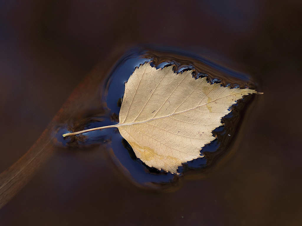 Fallen birch leaf on reddish waters