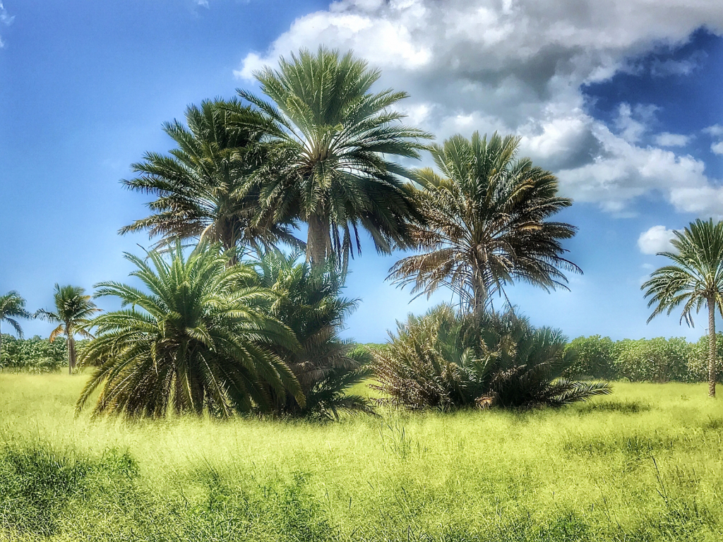 My Dates Palm Trees