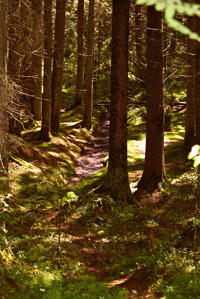 Norwegian Woods