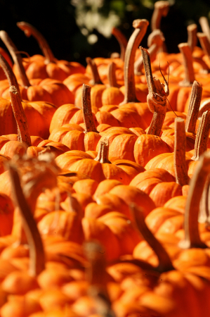 Today Is International Pumpkin Day!