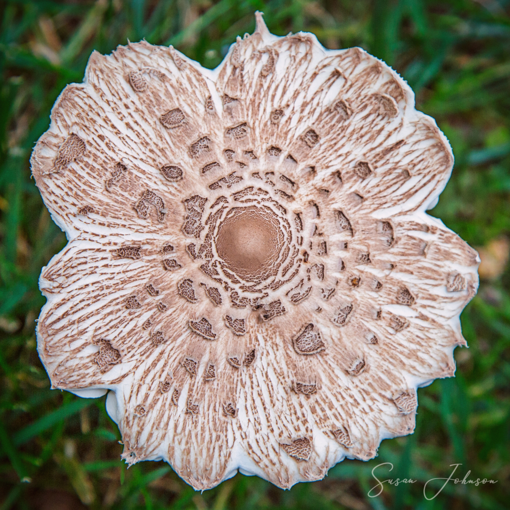 Backyard Toadstool