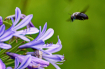 Fly