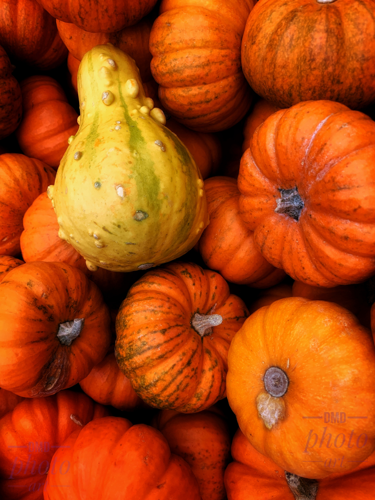 ~ ~ PUMPKINS AND A PUMPKIN ~ ~ 