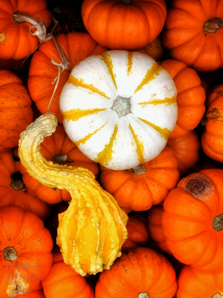 ~ ~ AUTUMN PUMPKINS ~ ~