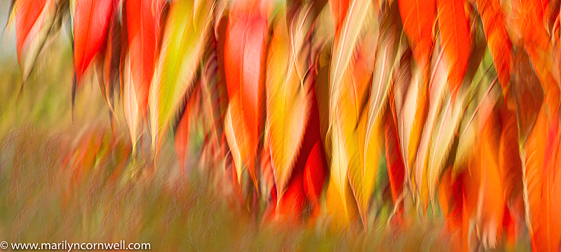 Feathers of Fire in the Autumn Wind