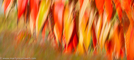 Feathers of Fire in the Autumn Wind