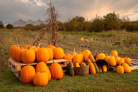 Pumpkins at Lilycrest Gardens