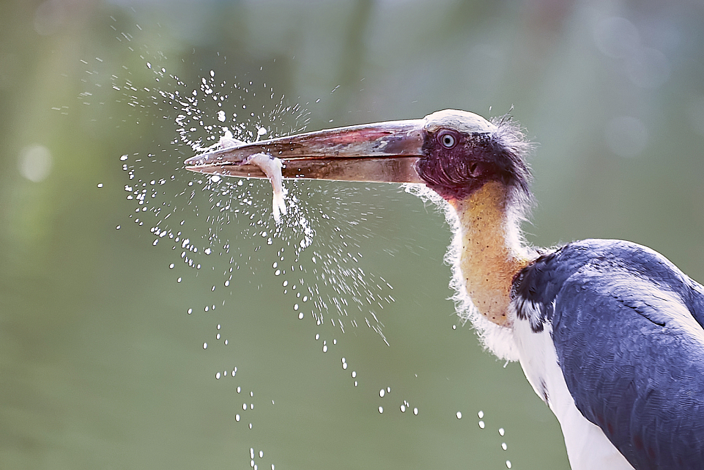 eatting fish