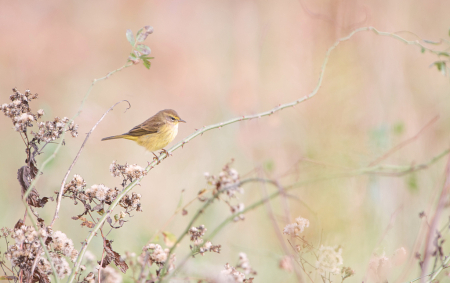 The Palm Warbler