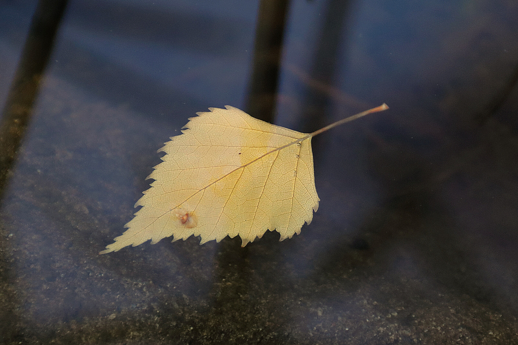 Fallen birch leaf in clear waters