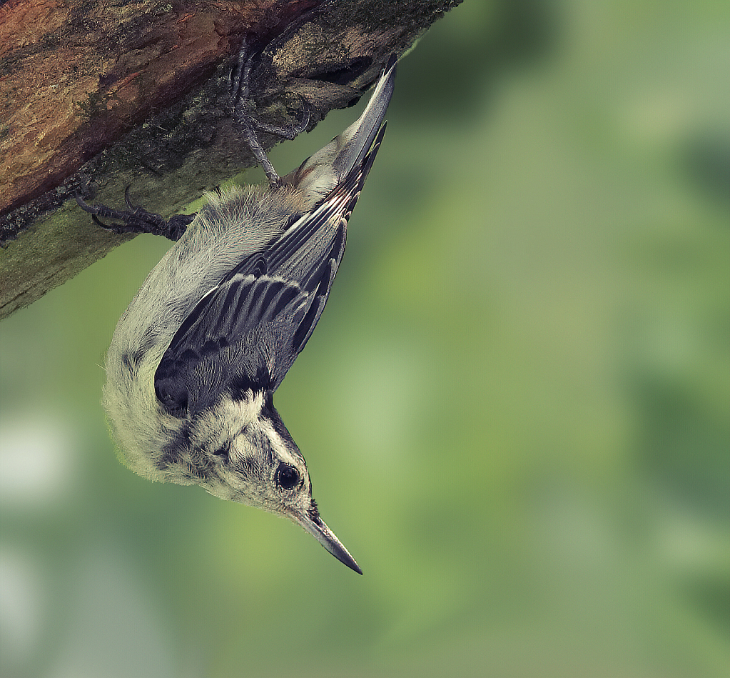 White-breasted Nuthatch