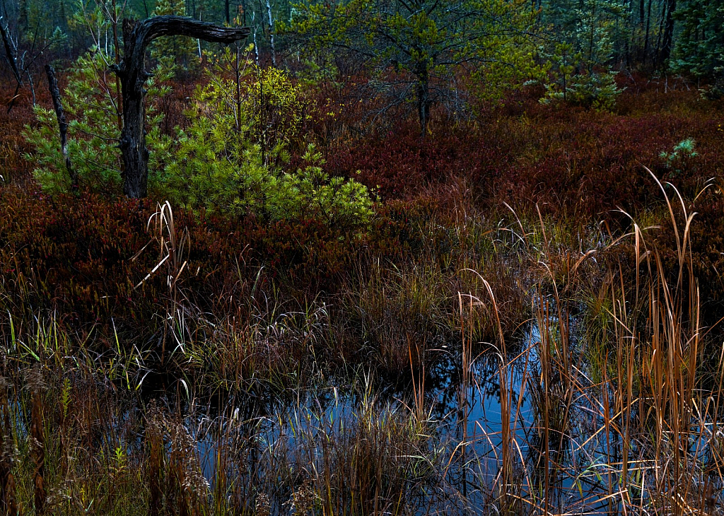 Tahquamenon Forest #2