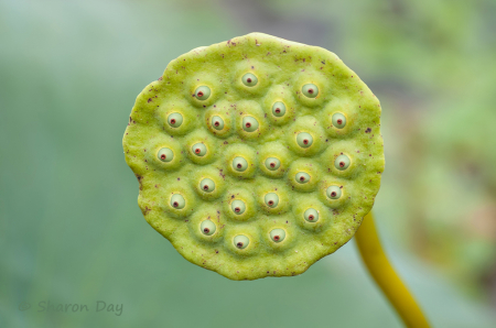 American Lotus Pod