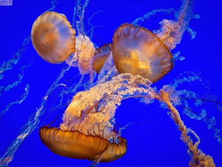 Jellyfish