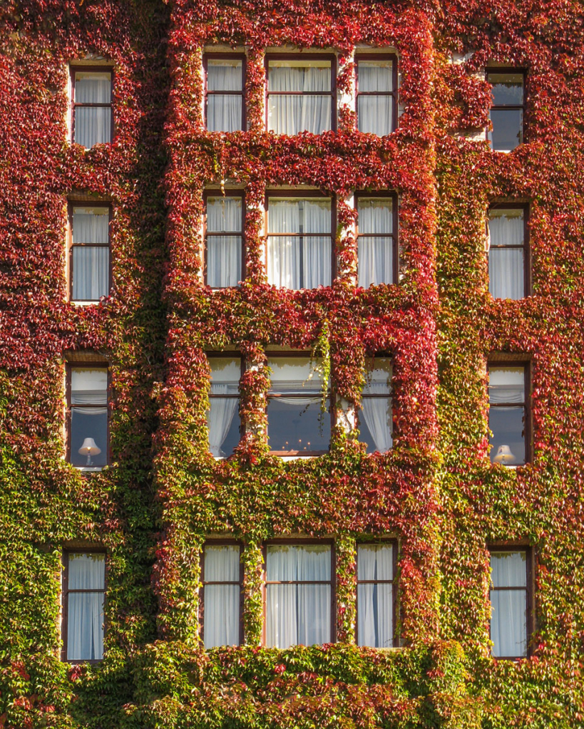 Peeping Ivy