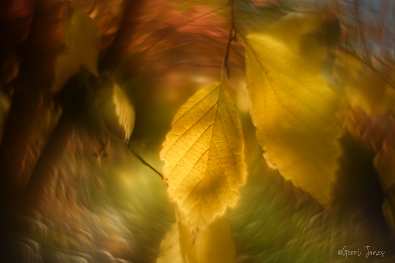 Autumn Leaves and Warm Light
