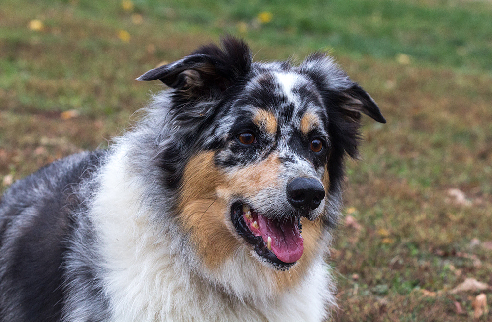 Border Collie