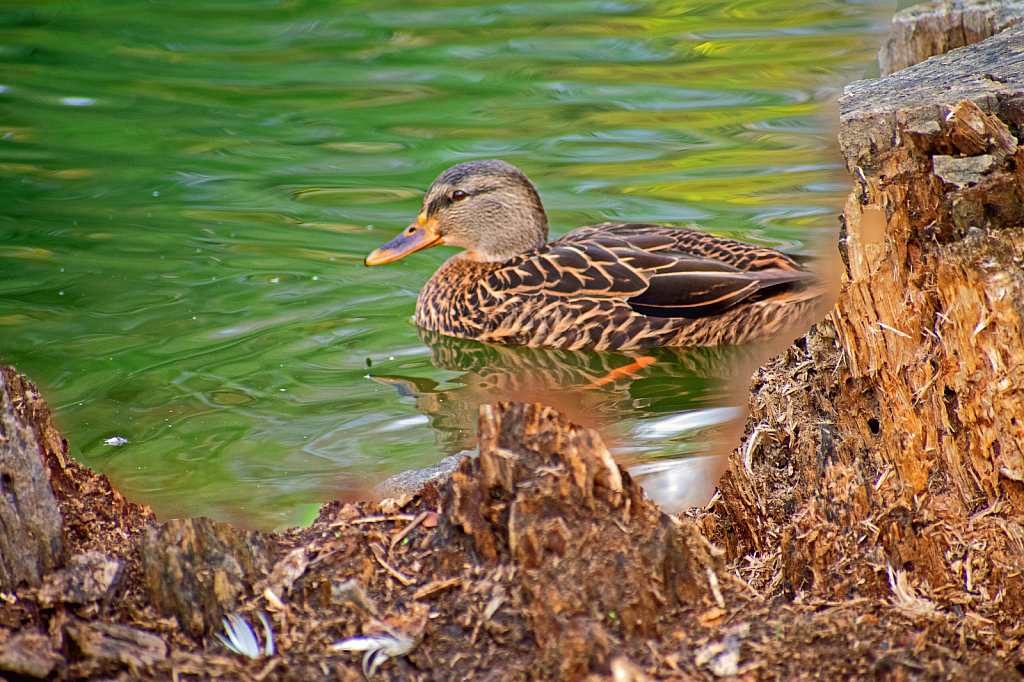 Photomerge Duck