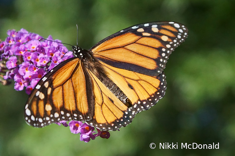 Monarch on Butterfly Bush