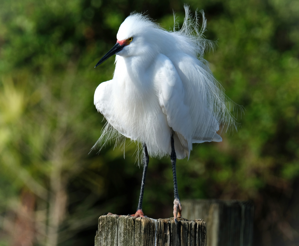 Bad Hair Day