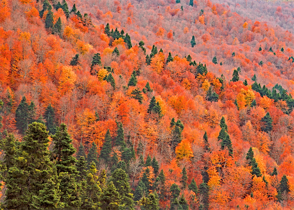 Fall colored mountainside.