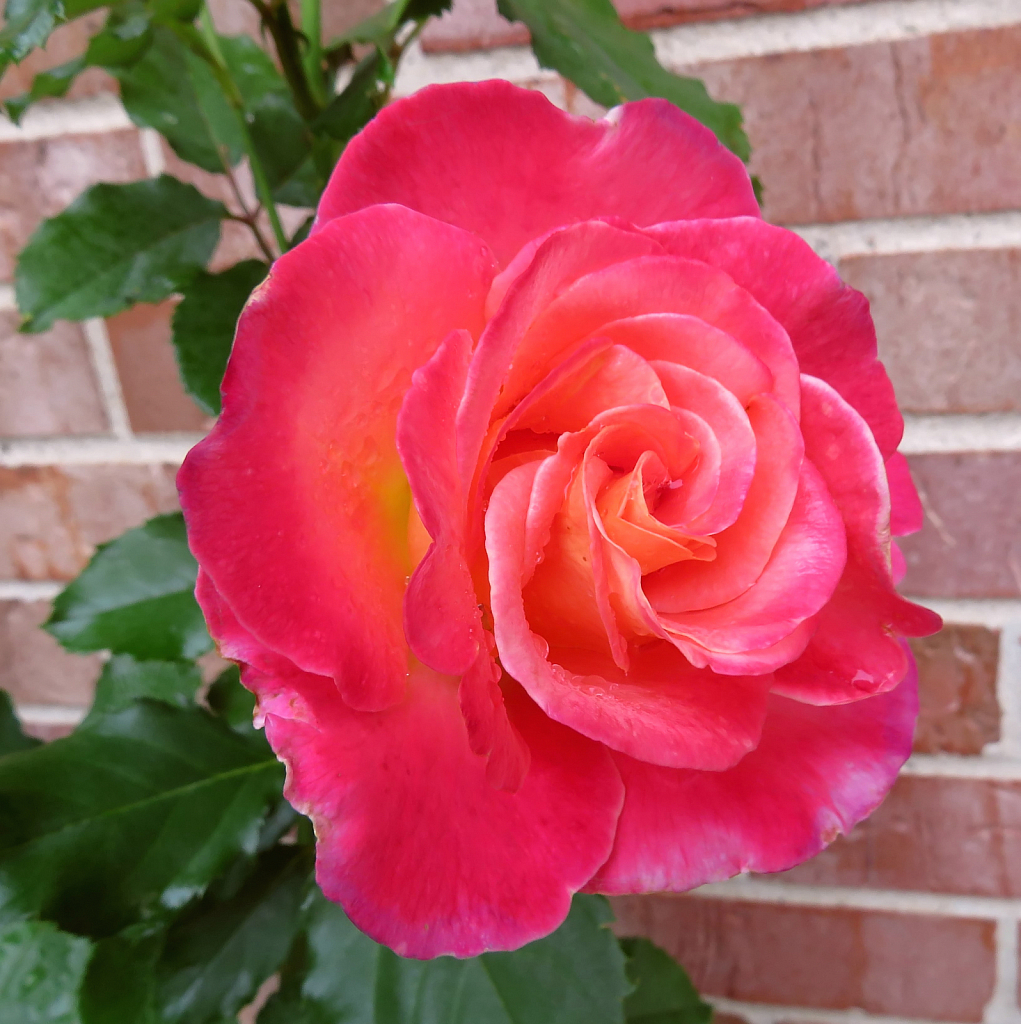 Our Roses Are Beautiful