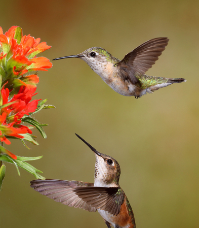 Two Hummers Feeding