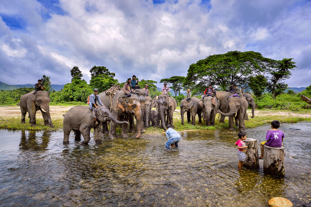 Elephants drink water