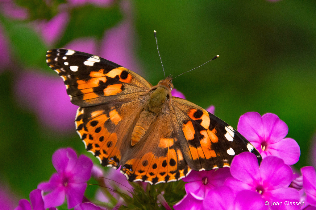 Painted Lady