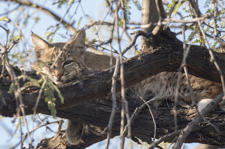 Bobcat Resting In A Mesquite Tree