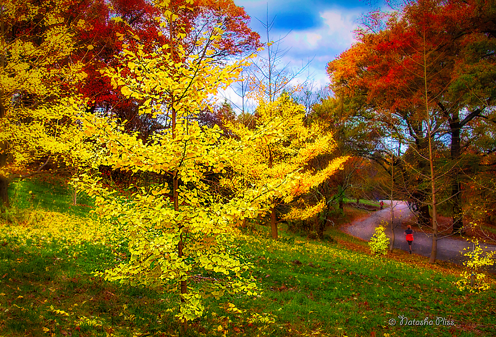 Little ginkgo tree 