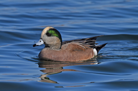 Male American Wigeon