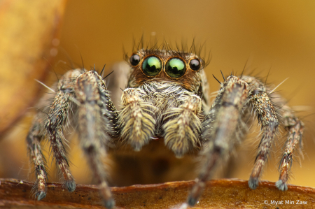 spider portrait