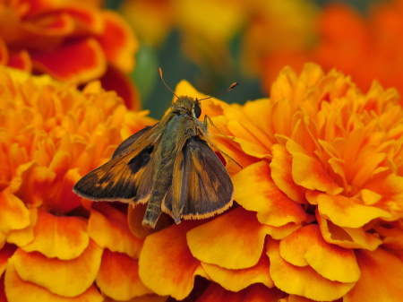 Moth on Marigold