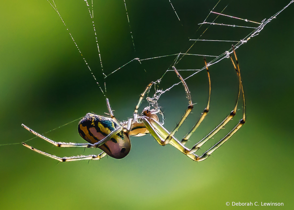 Orchard Weaver