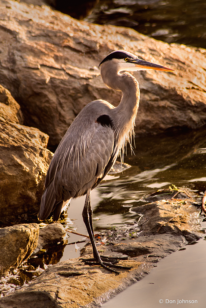 Great Blue Heron at the Rio 10-24-20 233