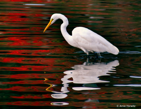 Egret and its Reflection