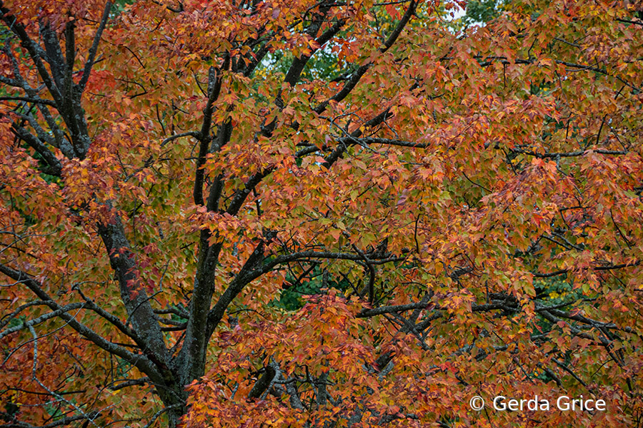 Trees with Autumn Leaves in Breeze